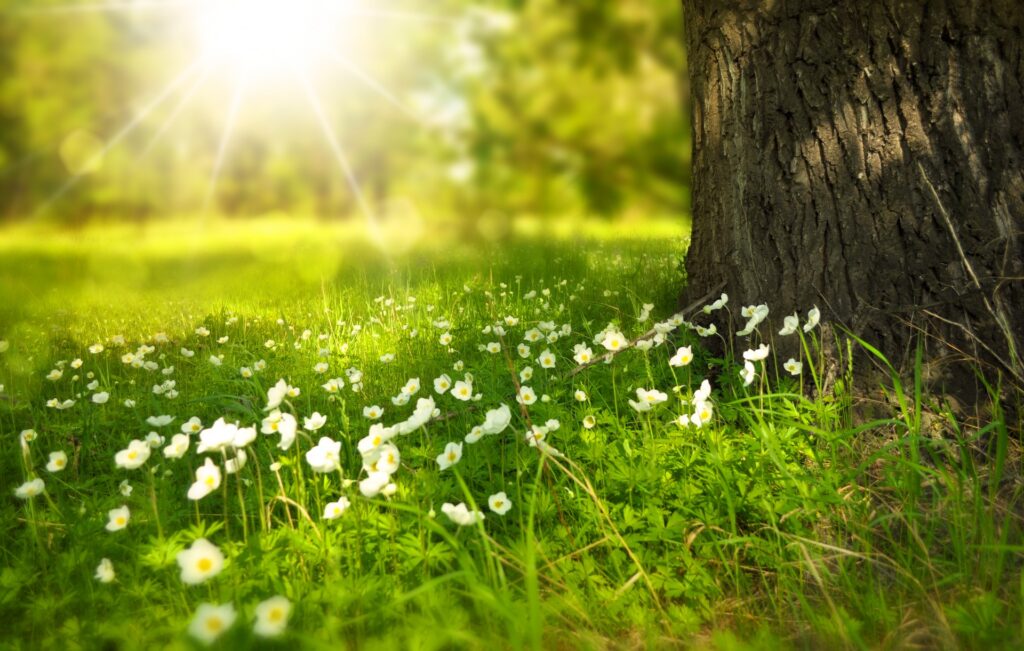 Flower Meadow; Flowers near the tree