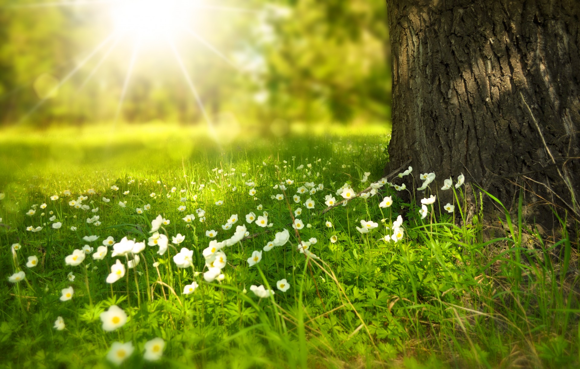 Flower Meadow; Flowers near the tree