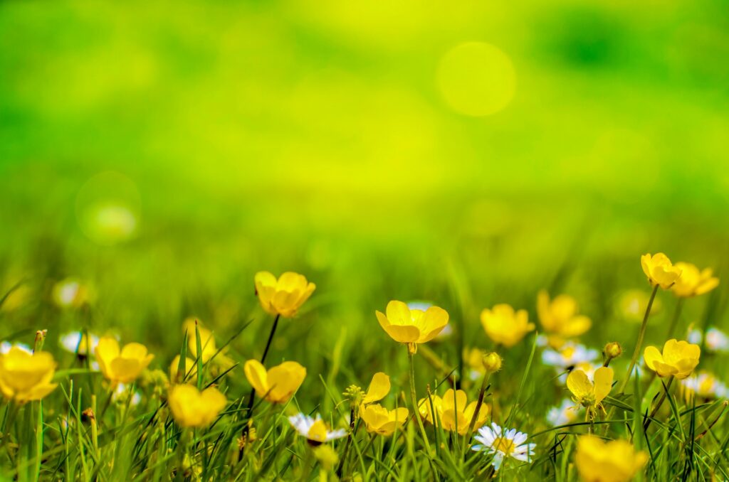Natural Backgrounds With Flowers